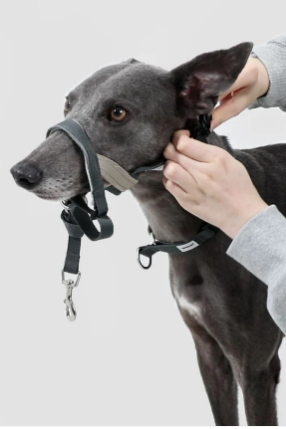 HiDREAM Valley No-Pull Dog Muzzle